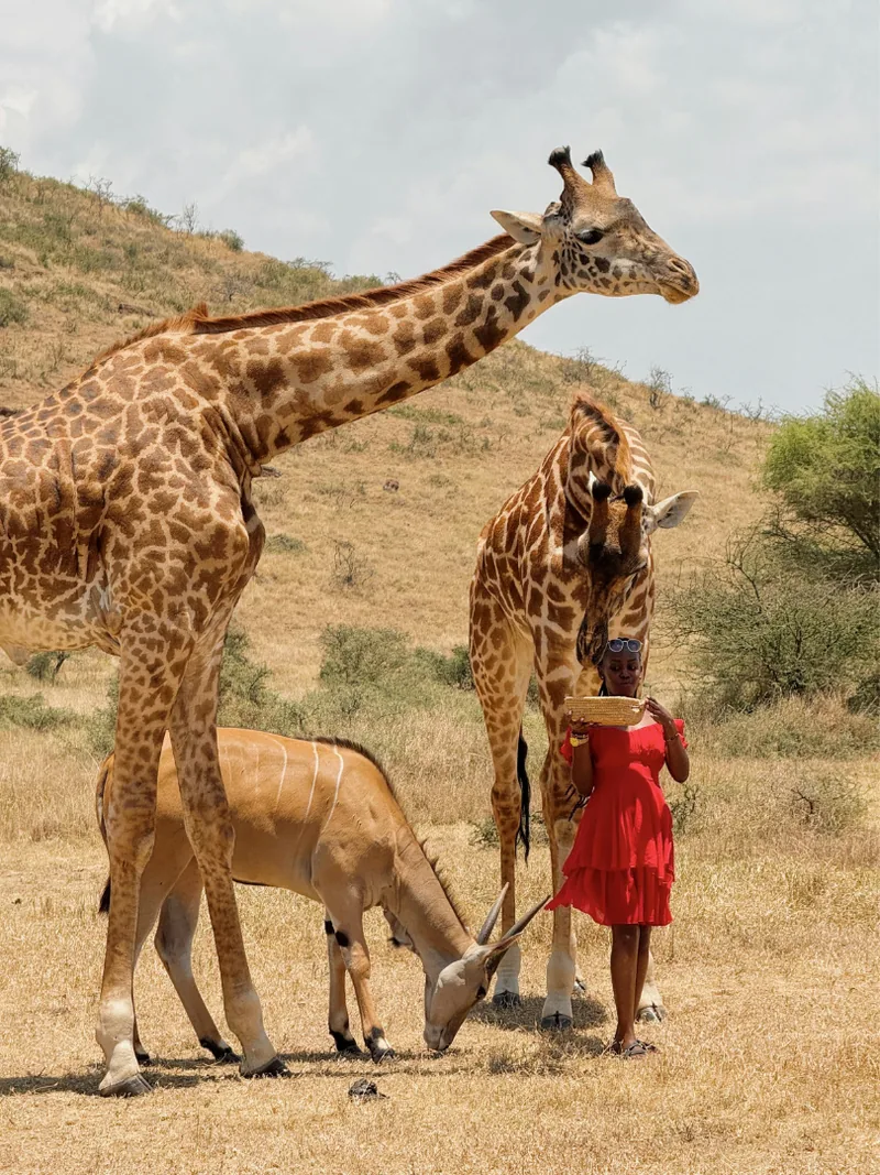 Giraffes on a Tanzanian hillside — the natural heritage Urithi builds value from