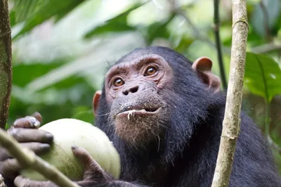 A chimpanzee feeding on forest fruit at Gombe National Park