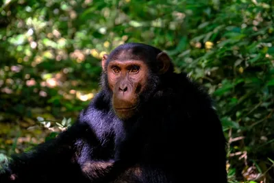 A chimpanzee resting in the forest at Gombe National Park