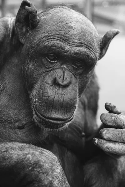 Gombe Chimpanzees & Kigoma — One night in Kigoma and two nights at Gombe, tracking chimpanzees above Lake Tanganyika.