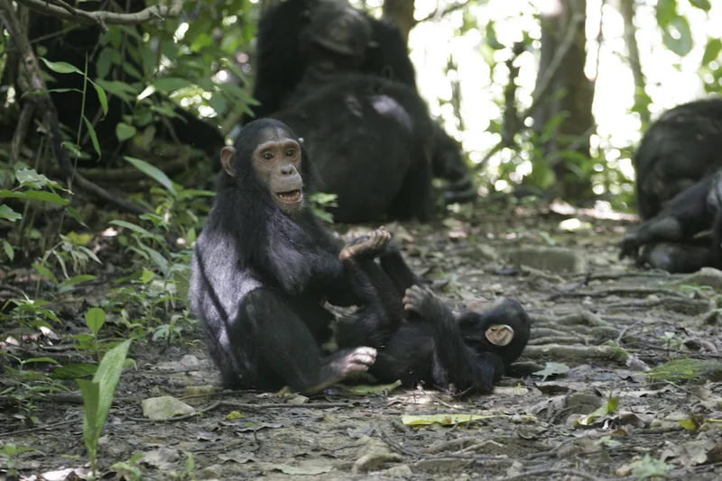 Gombe National Park, Tanzania
