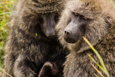 Olive baboons in the forest at Gombe National Park