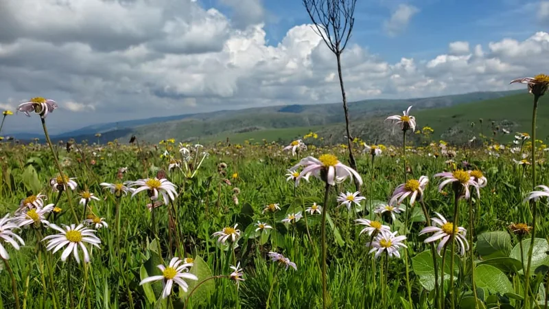 Wildflowers across the open highland meadows of Mpanga-Kipengere