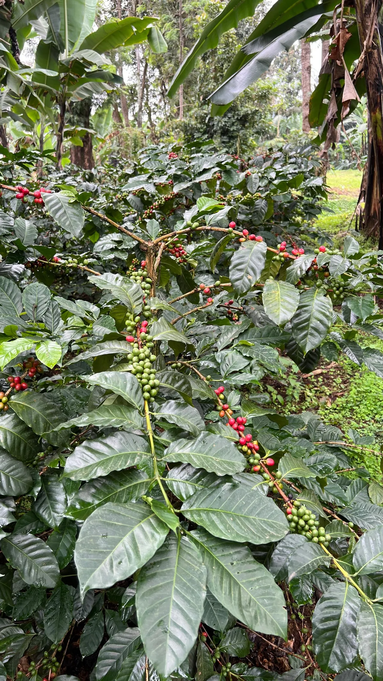 Coffee & Culture Experience — Msuni Village — A guided half-day from coffee farm to cup, with Chagga culture and community life in Msuni Village.