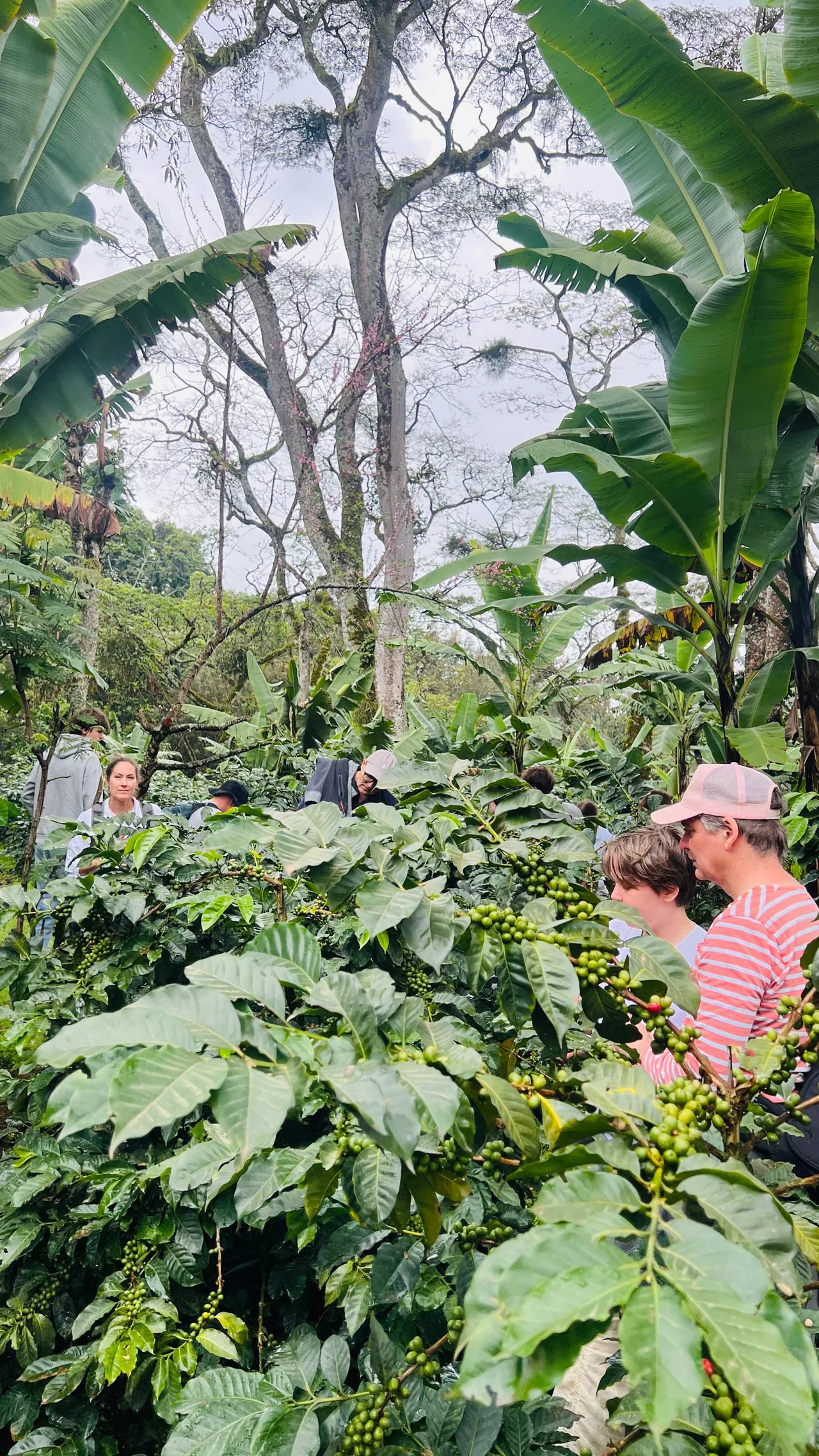 Visitors learning about coffee growing at a Msuni Village farm