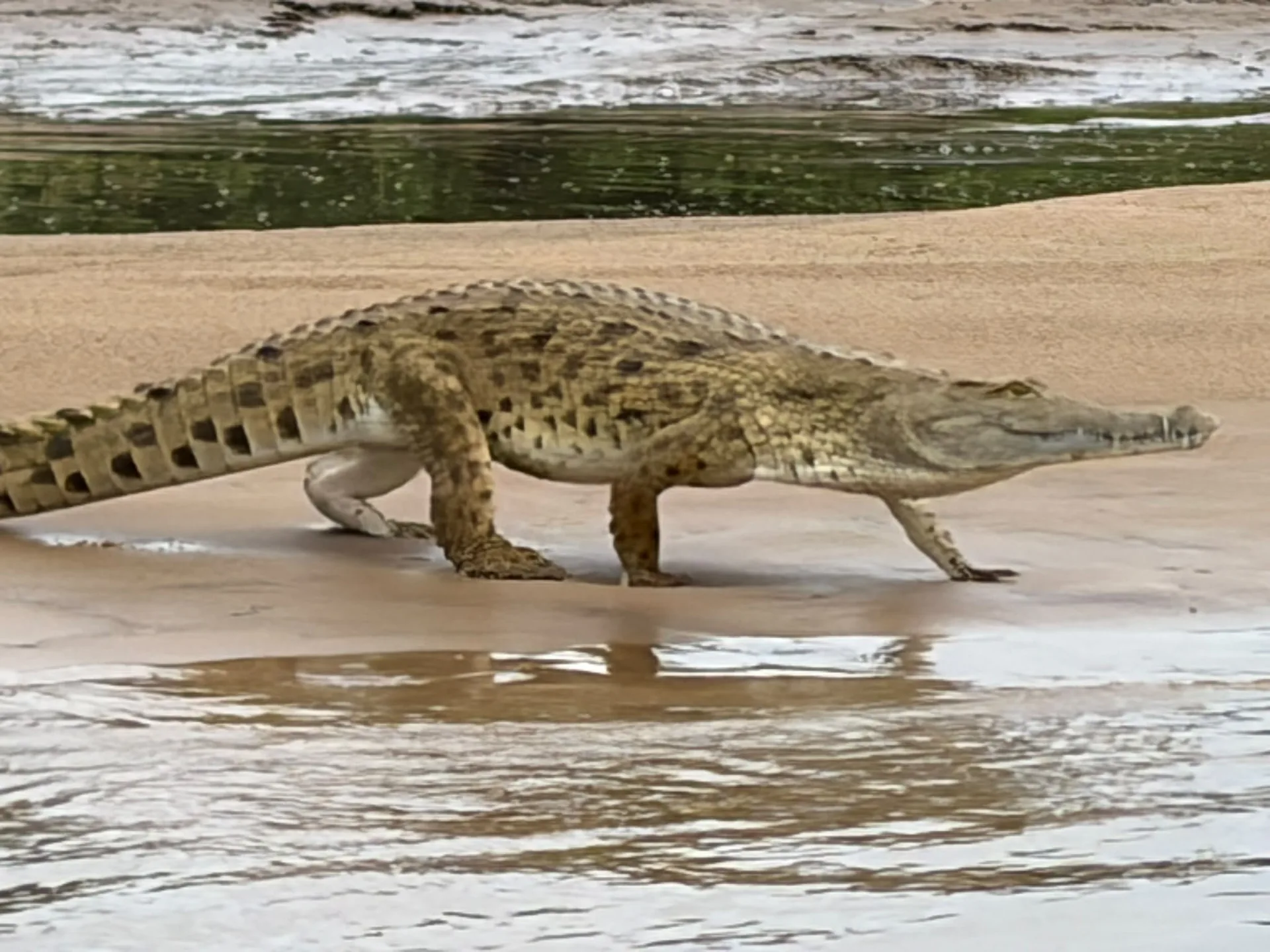 Nyerere from Zanzibar Safari Escape — Protected island transfers, confirmed fly-in access and a focused land-and-water programme.