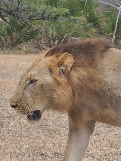 7 Tanzania Safari Planning Mistakes to Avoid