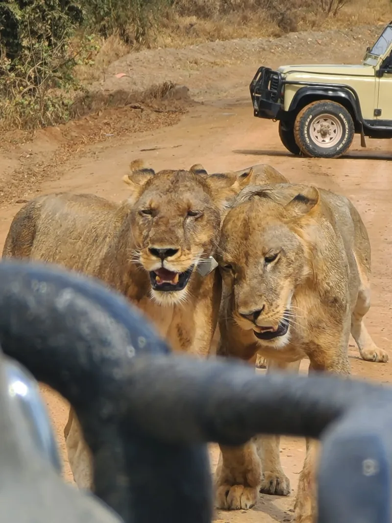 From Zanzibar to Safari: Mikumi, Nyerere or Ruaha?