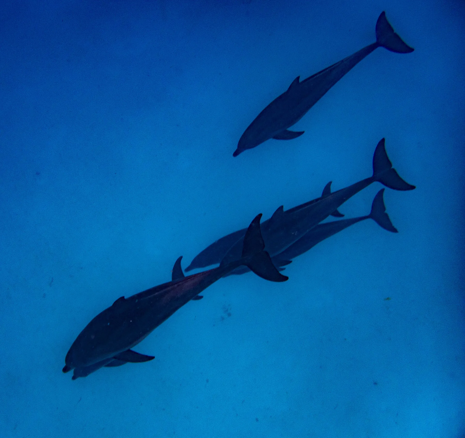 Dolphins moving through the blue water off Zanzibar's coast