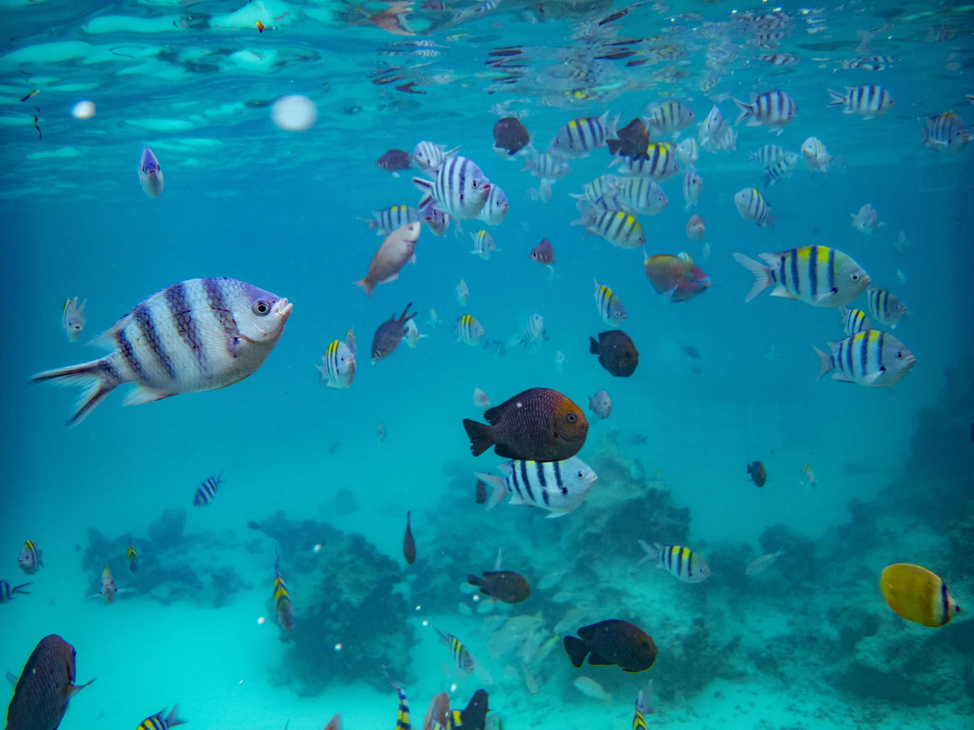Reef fish over coral in the warm shallows off Zanzibar